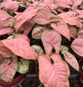 Strawberry Cream Nephthytis Syngonium 